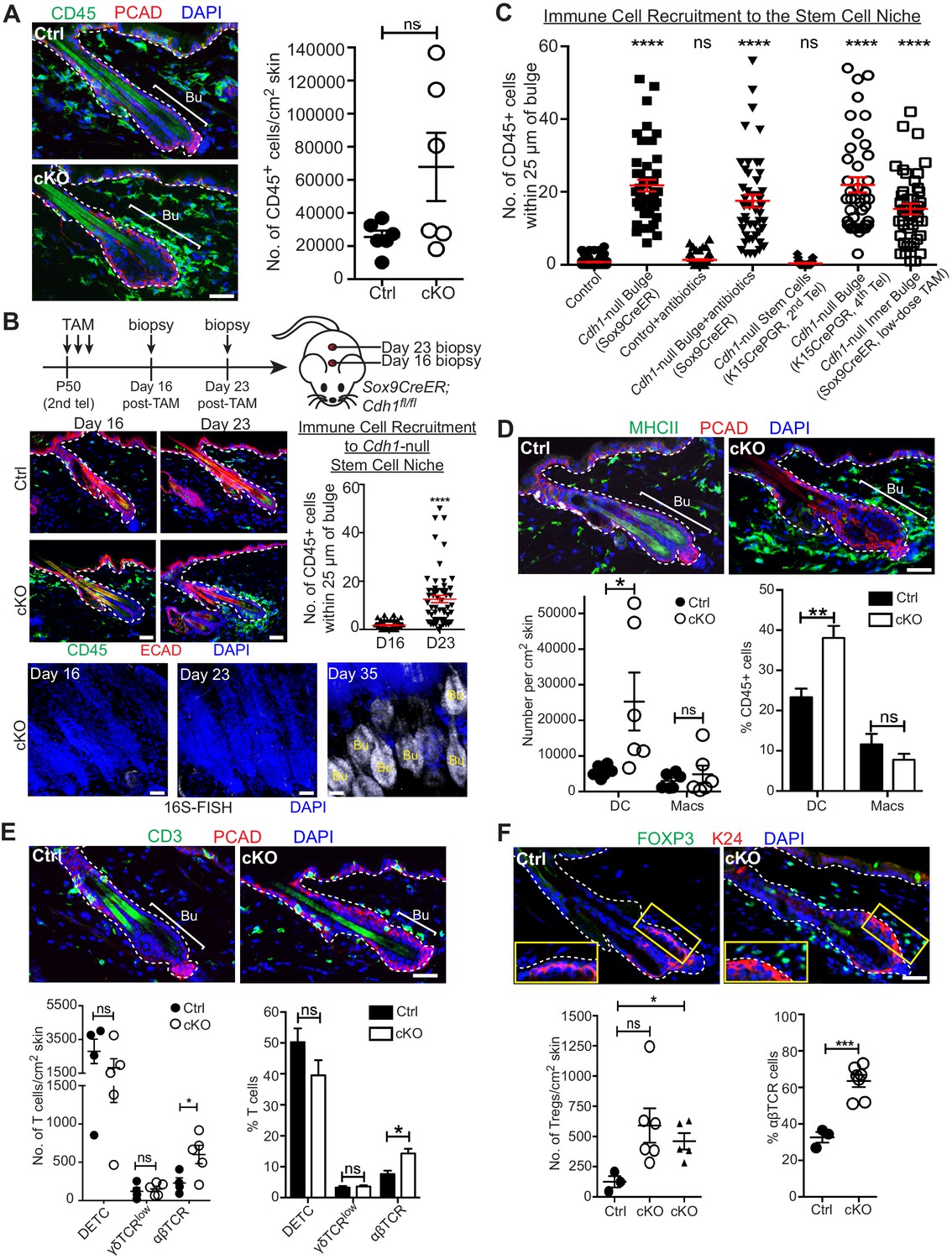Stem cells repurpose proliferation to contain a breach in their niche ... Biology Diagrams