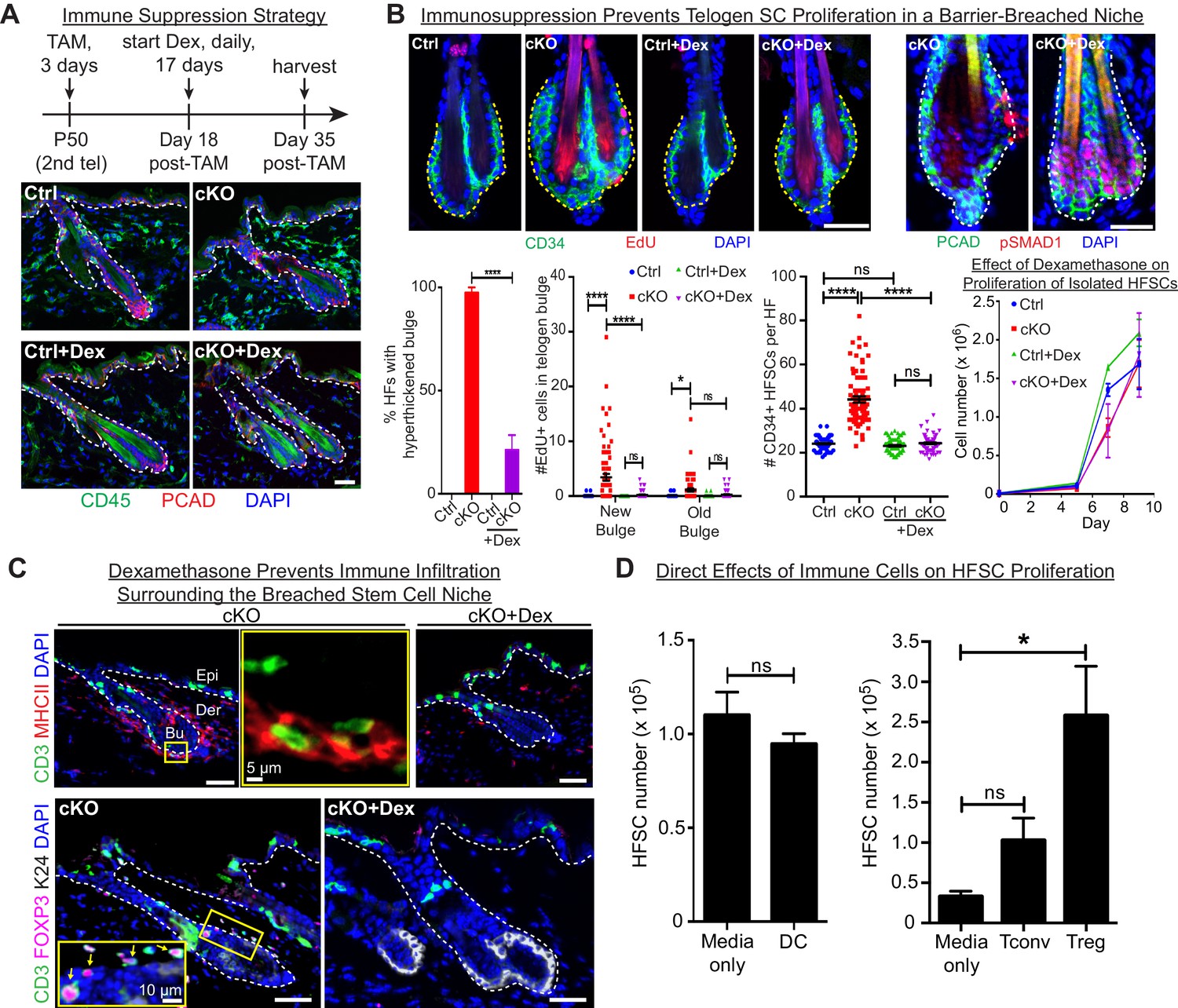 Stem cells repurpose proliferation to contain a breach in their niche ... Biology Diagrams
