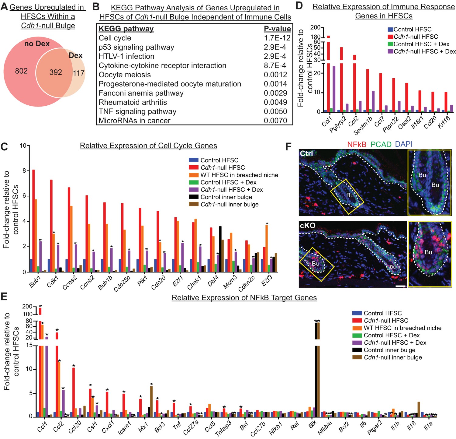 Stem cells repurpose proliferation to contain a breach in their niche ... Biology Diagrams