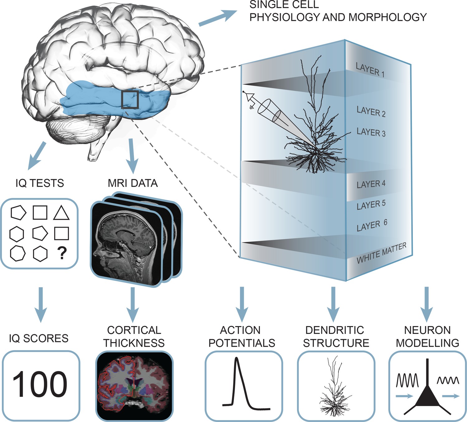 Large and fast human pyramidal neurons associate with intelligence ...