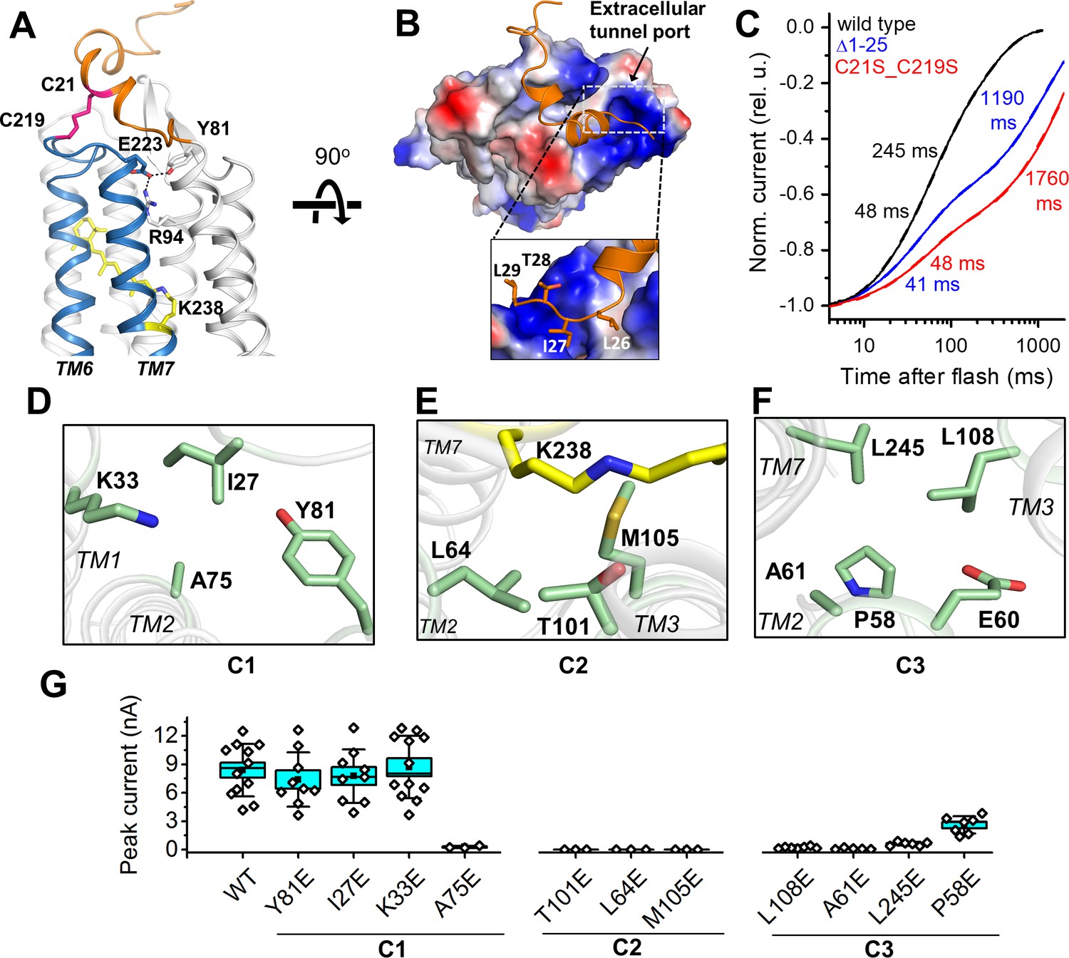 Crystal structure of a natural light-gated anion channelrhodopsin | eLife