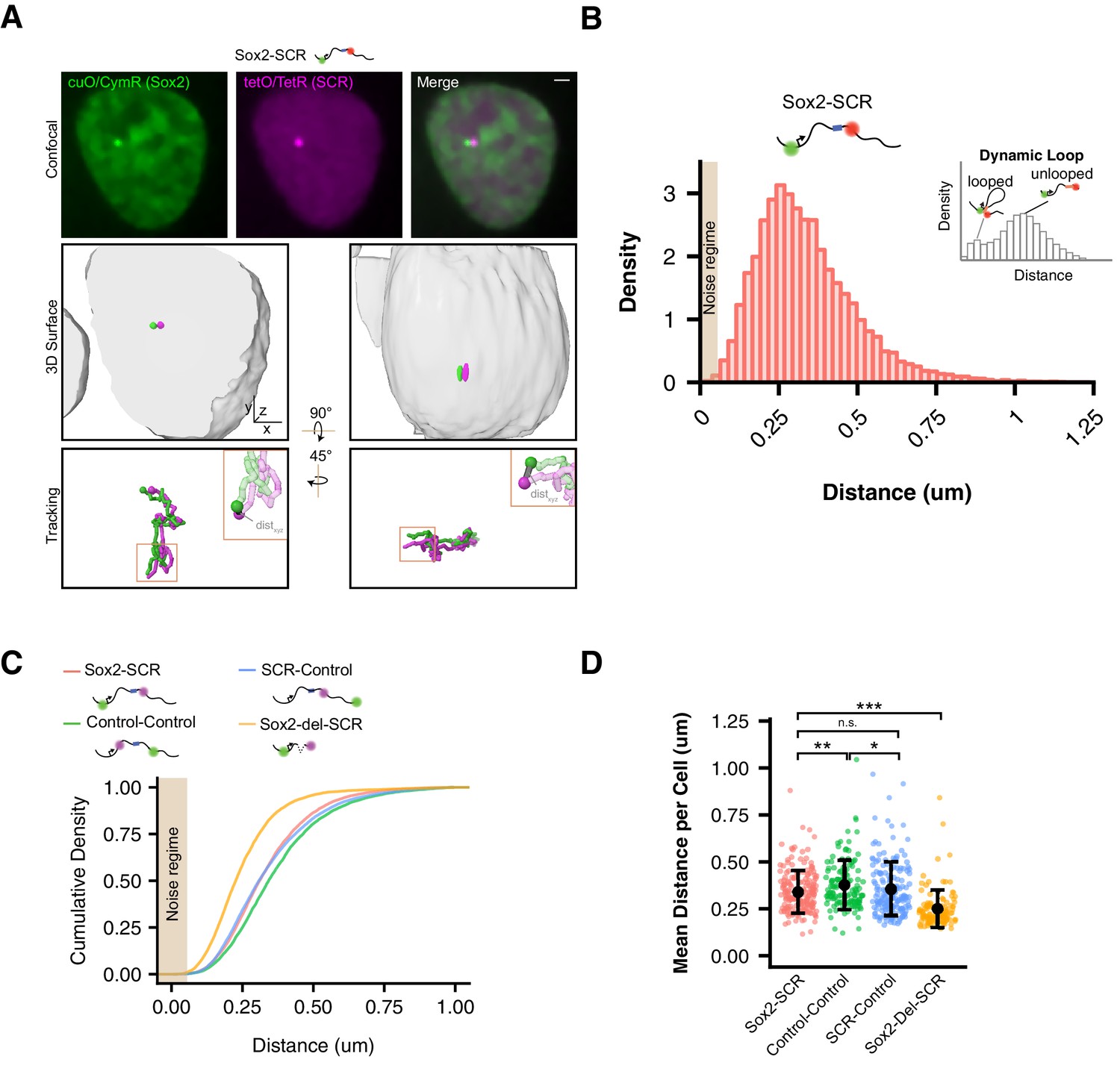 Live-cell imaging reveals enhancer-dependent Sox2 transcription in 