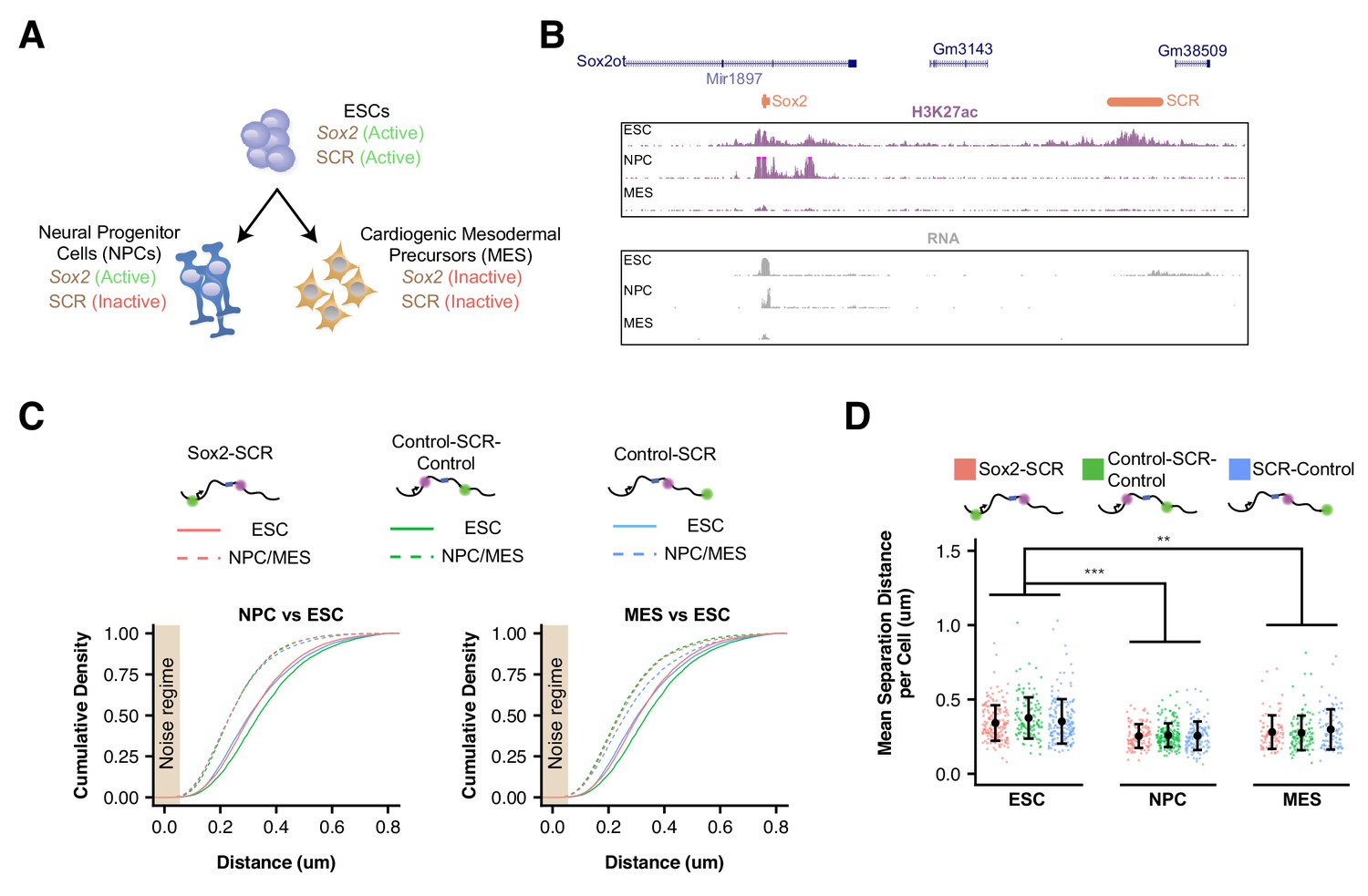 Live-cell imaging reveals enhancer-dependent Sox2 transcription in the ...