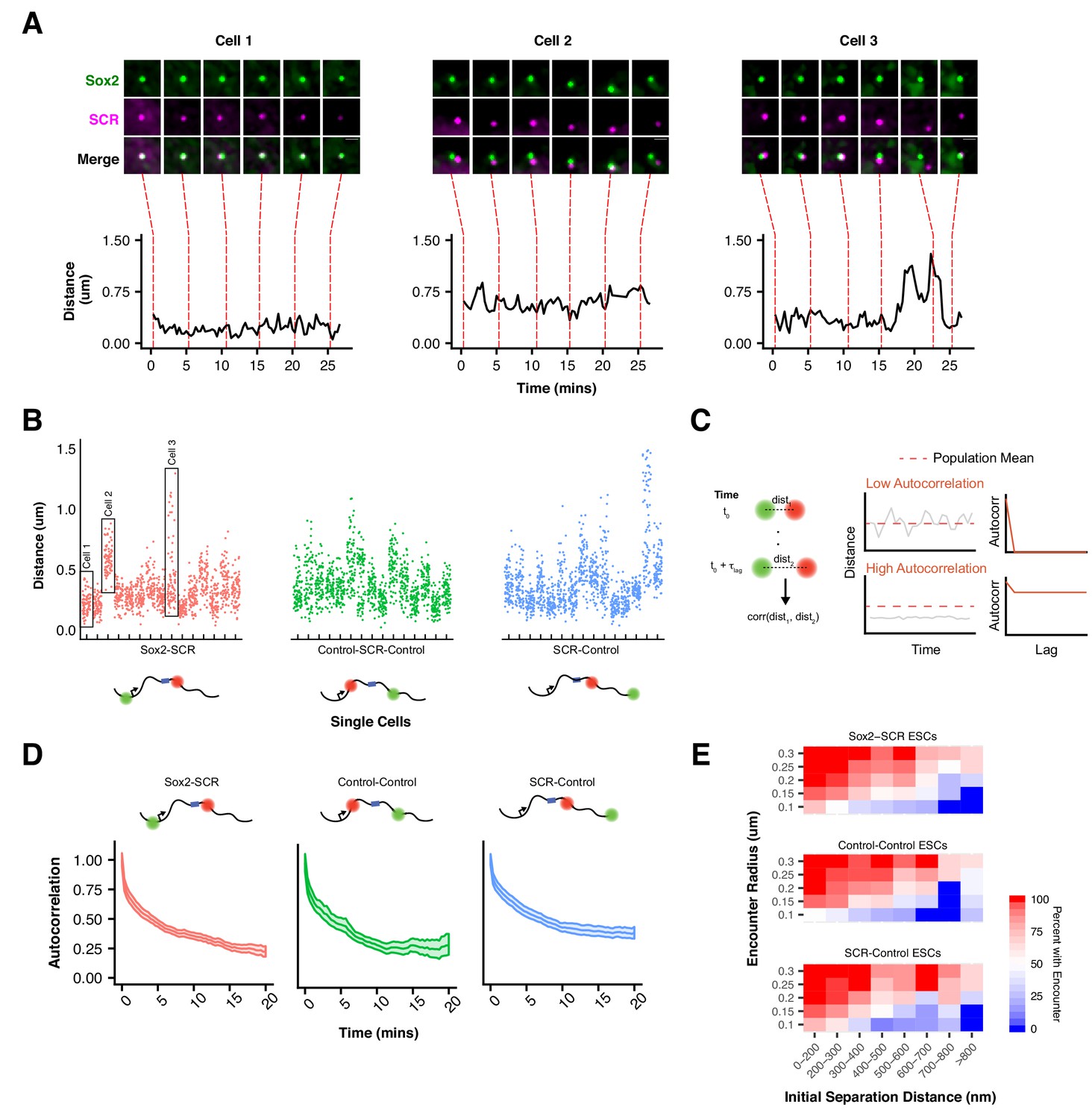 Live-cell imaging reveals enhancer-dependent Sox2