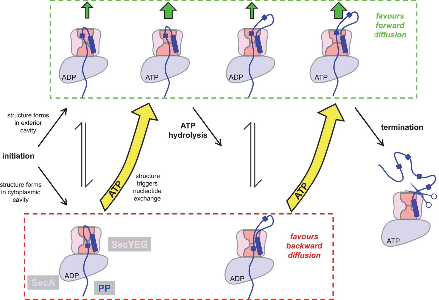 ATP-induced asymmetric pre-protein folding as a driver of protein ...