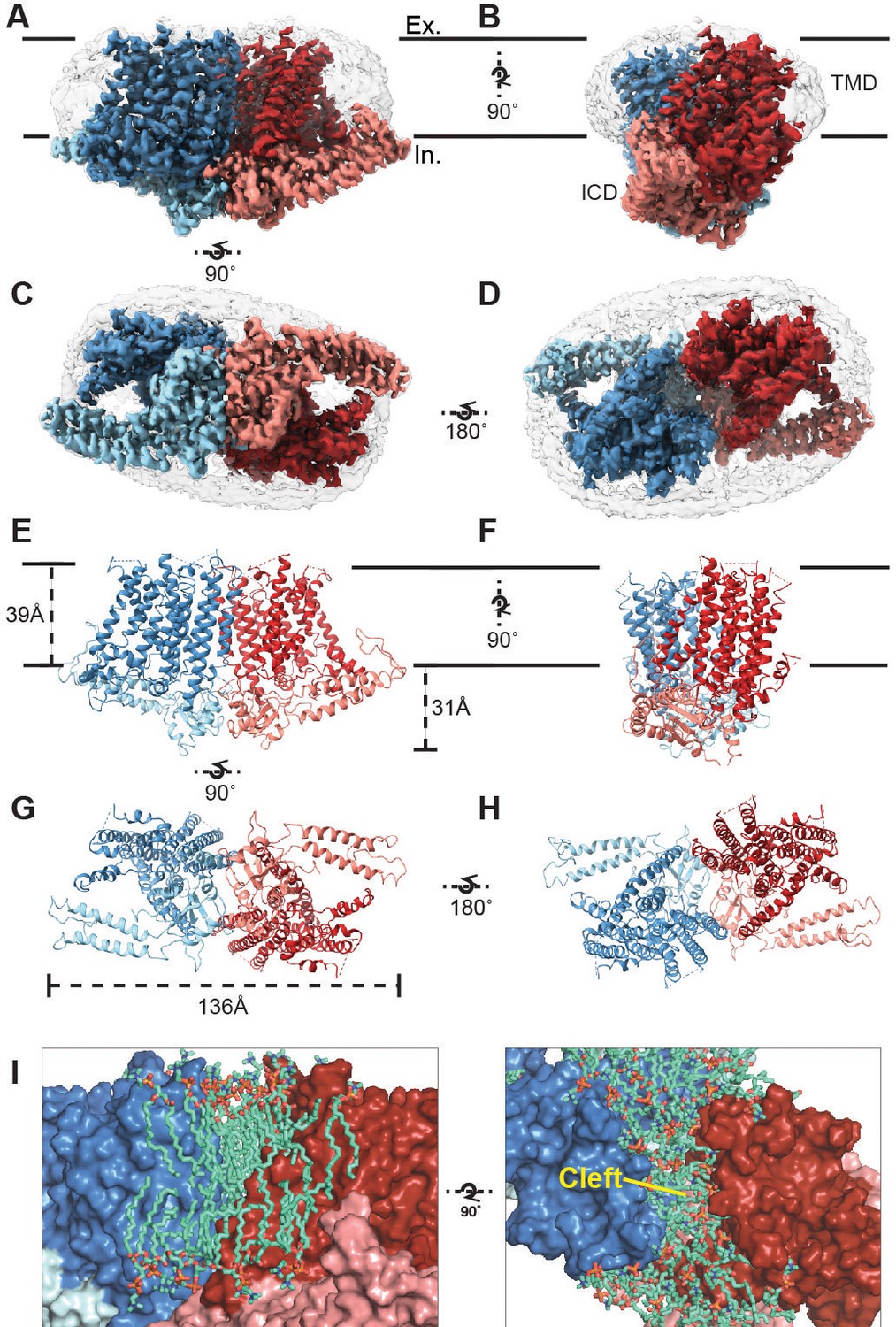 Cryo-EM Structure Of The Mechanically Activated Ion Channel OSCA1.2 | ELife