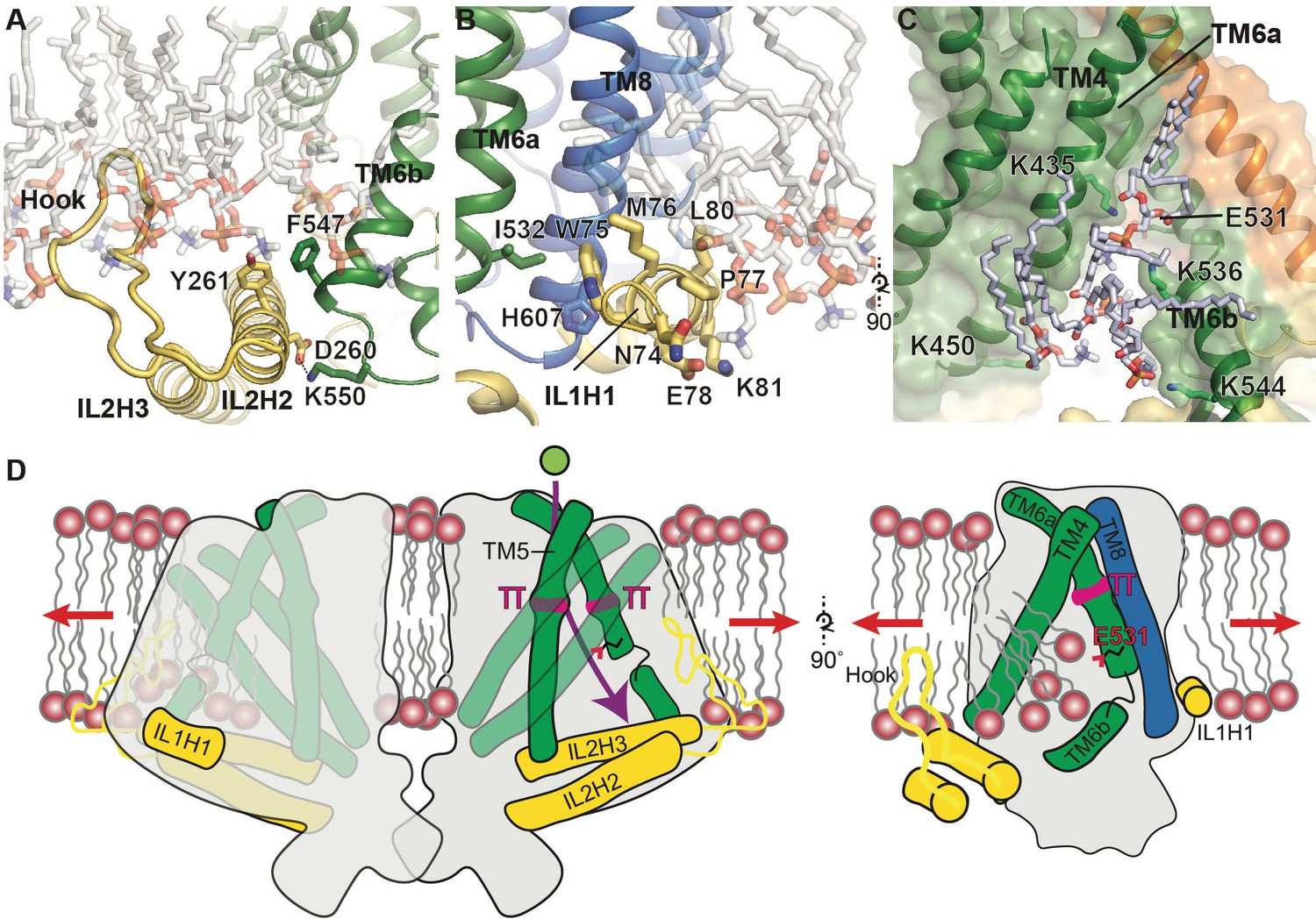 Cryo-EM structure of the mechanically activated ion channel OSCA1.2 | eLife