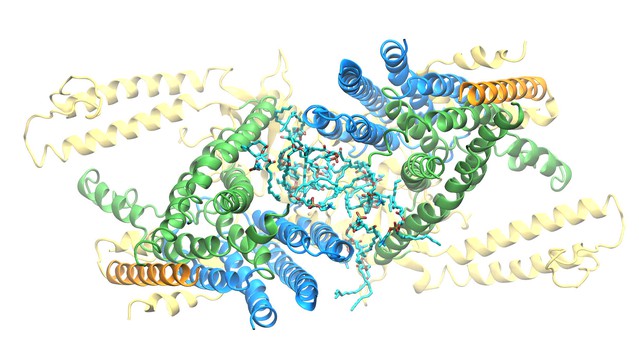 Cryo-EM Structure Of The Mechanically Activated Ion Channel OSCA1.2 | ELife