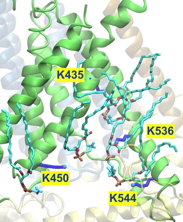 Cryo-EM Structure Of The Mechanically Activated Ion Channel OSCA1.2 | ELife