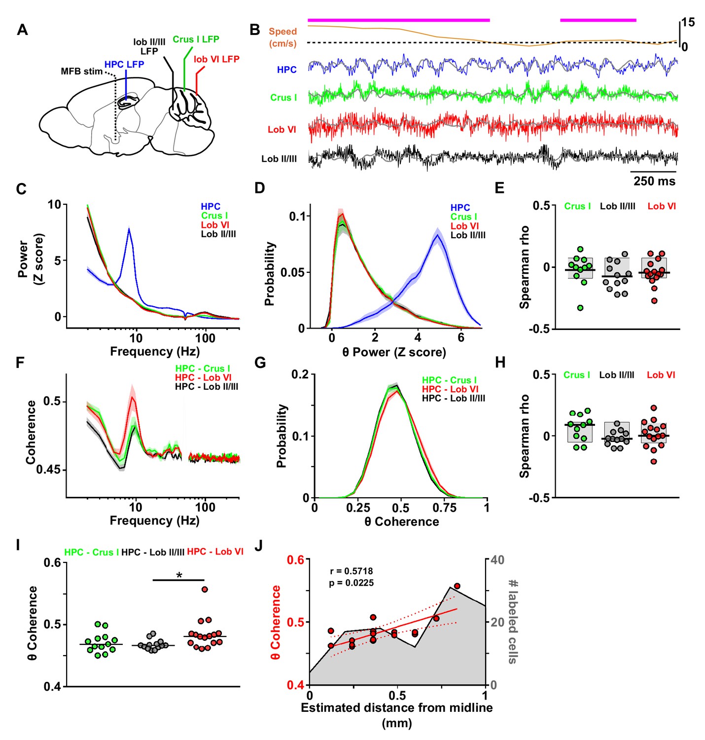 Anatomical And Physiological Foundations Of Cerebello-hippocampal ...