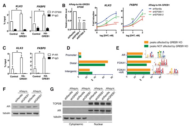 Figures and data in GREB1 amplifies androgen receptor output in human ...