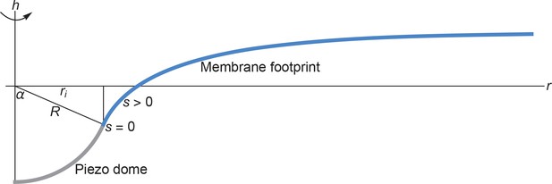 piezo pronounciation