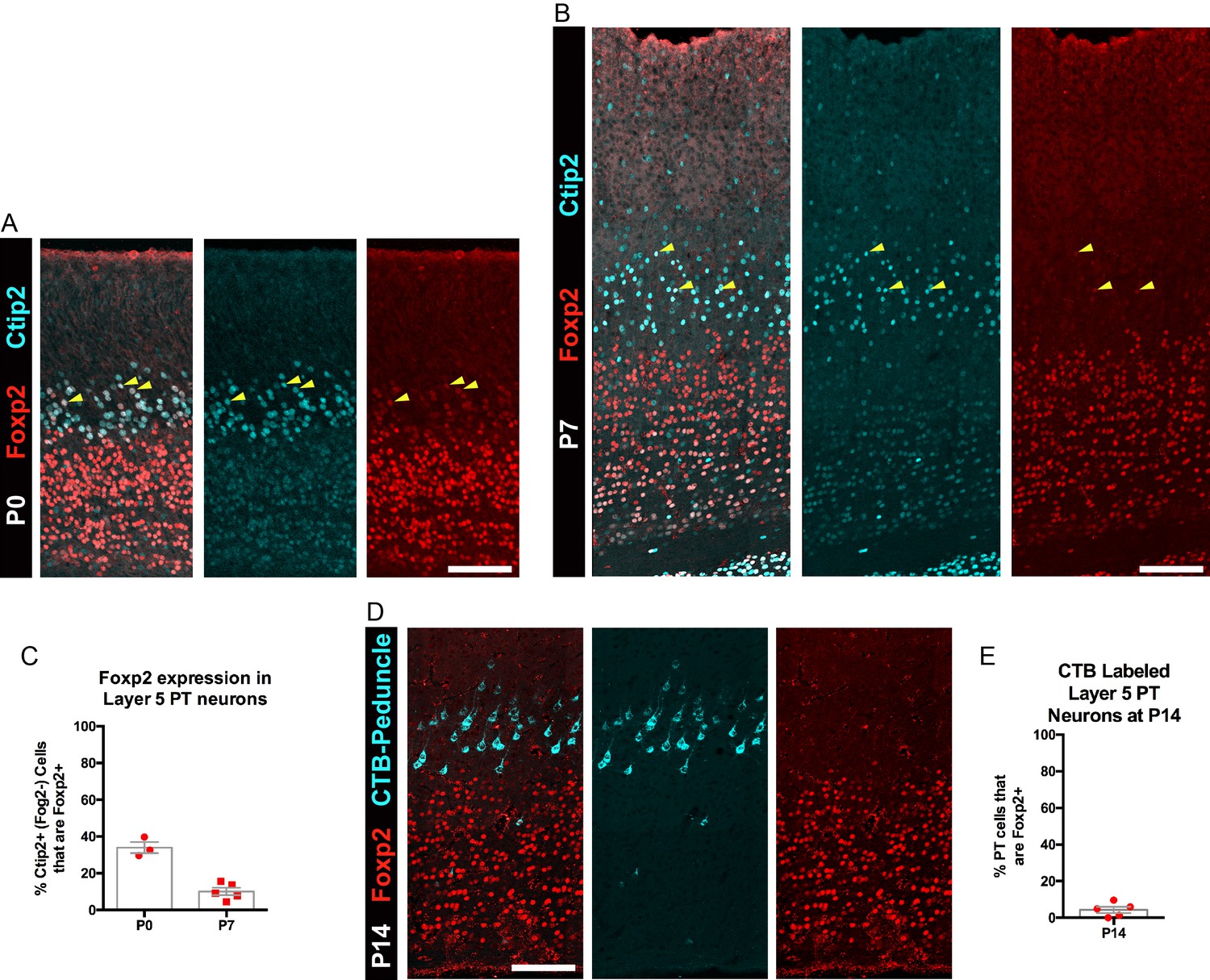 Figures And Data In FOXP2 Exhibits Projection Neuron Class Specific ...