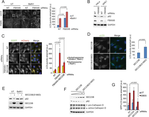 The ULK1-FBXW5-SEC23B nexus controls autophagy | eLife