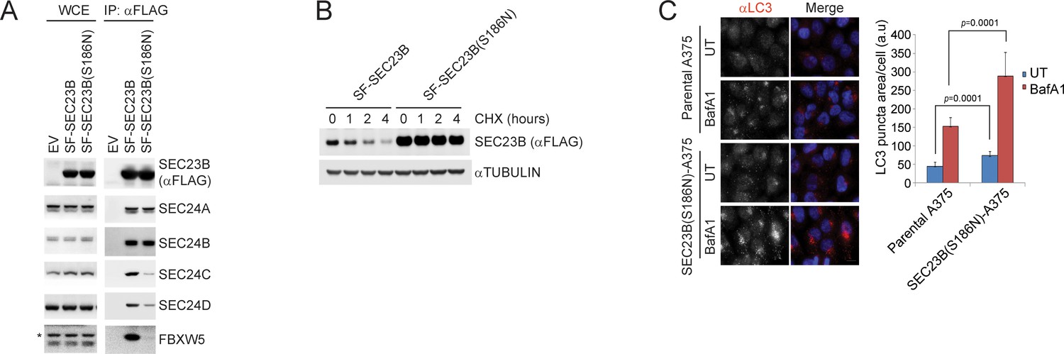 The ULK1-FBXW5-SEC23B nexus controls autophagy | eLife