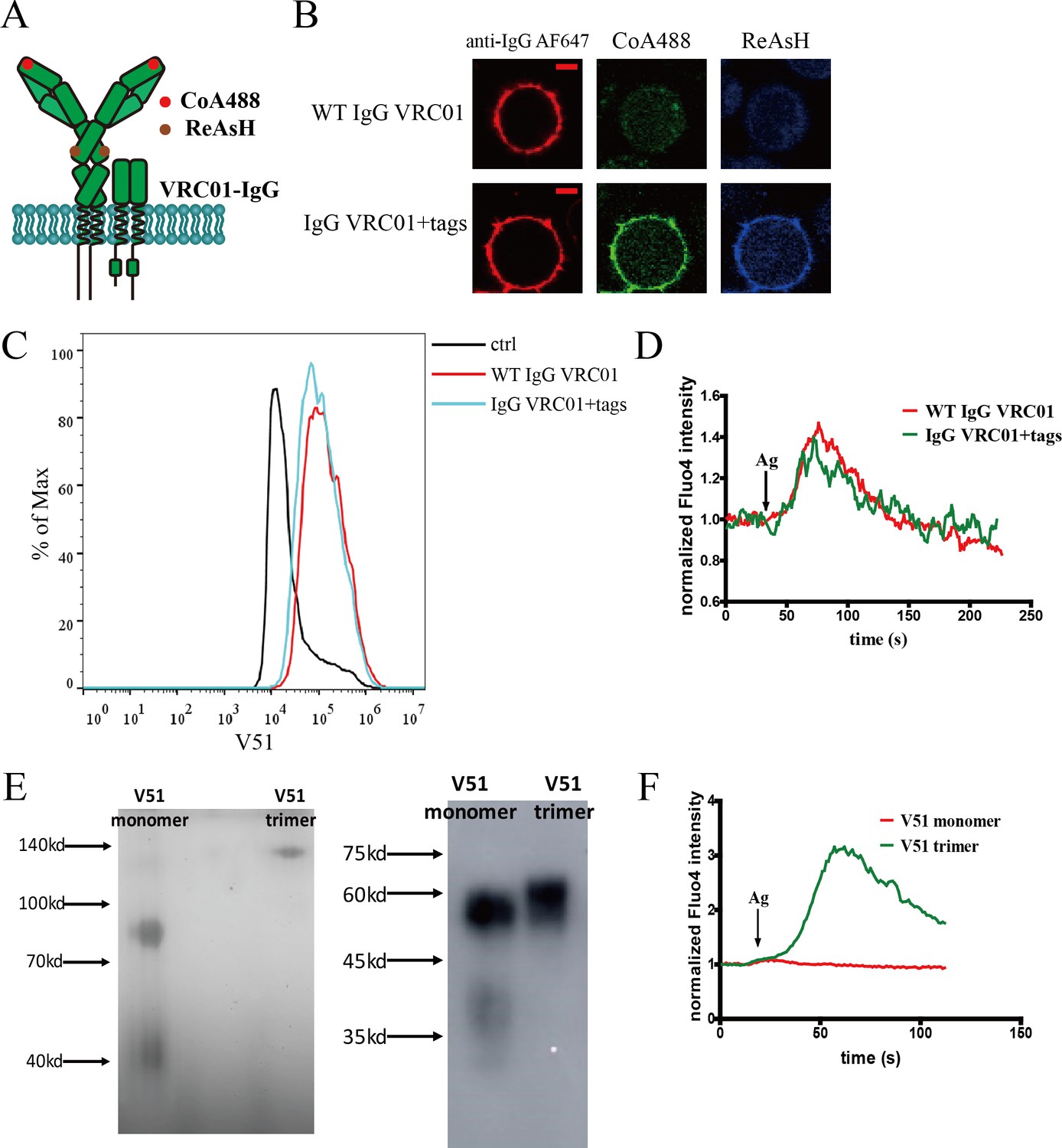 Figures And Data In Conformational Change Within The Extracellular ...