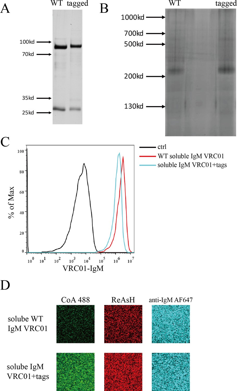 Figures And Data In Conformational Change Within The Extracellular ...