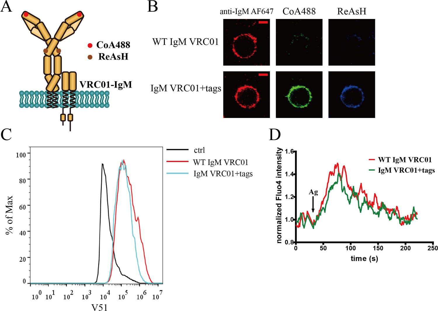 Conformational Change Within The Extracellular Domain Of B Cell ...