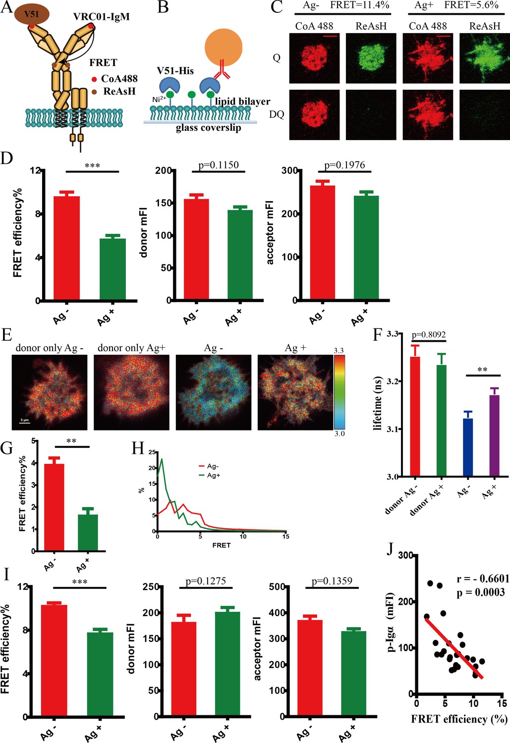 Conformational Change Within The Extracellular Domain Of B Cell ...