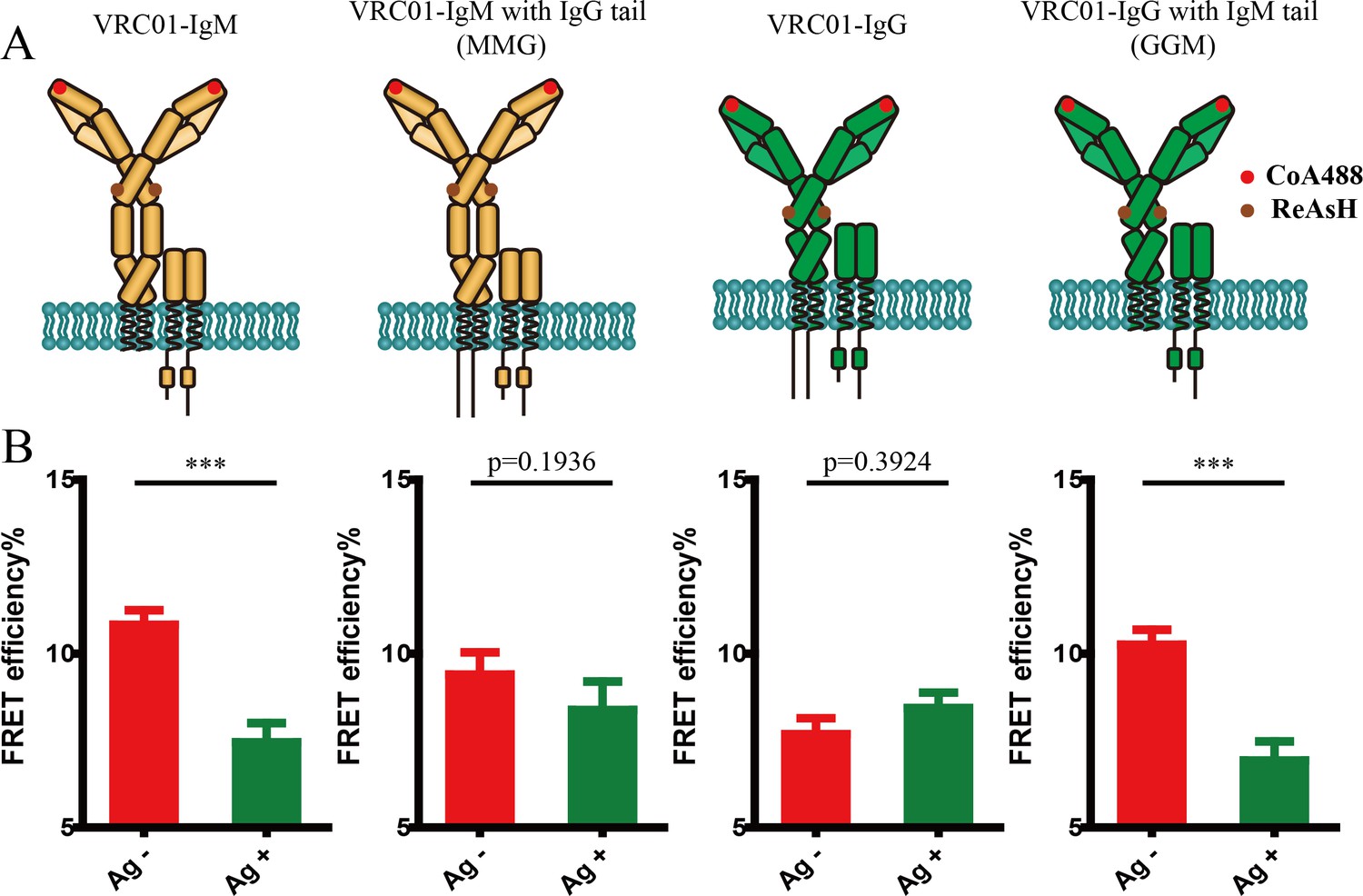 Conformational Change Within The Extracellular Domain Of B Cell ...