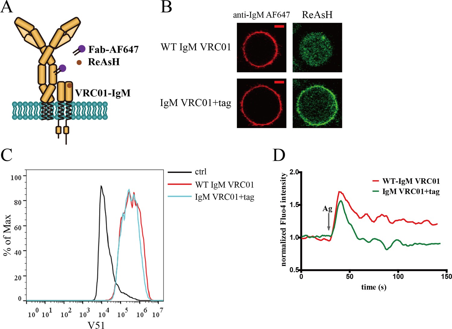 Figures And Data In Conformational Change Within The Extracellular ...