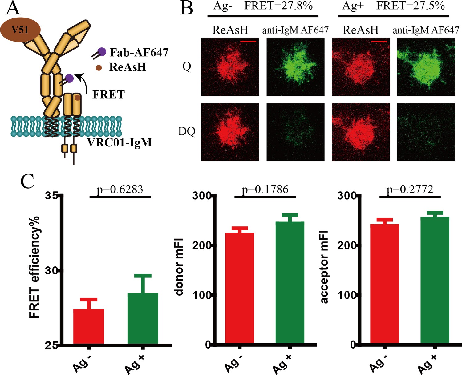 Figures And Data In Conformational Change Within The Extracellular ...