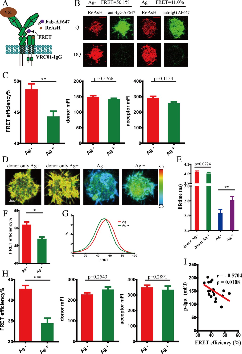 Conformational Change Within The Extracellular Domain Of B Cell ...