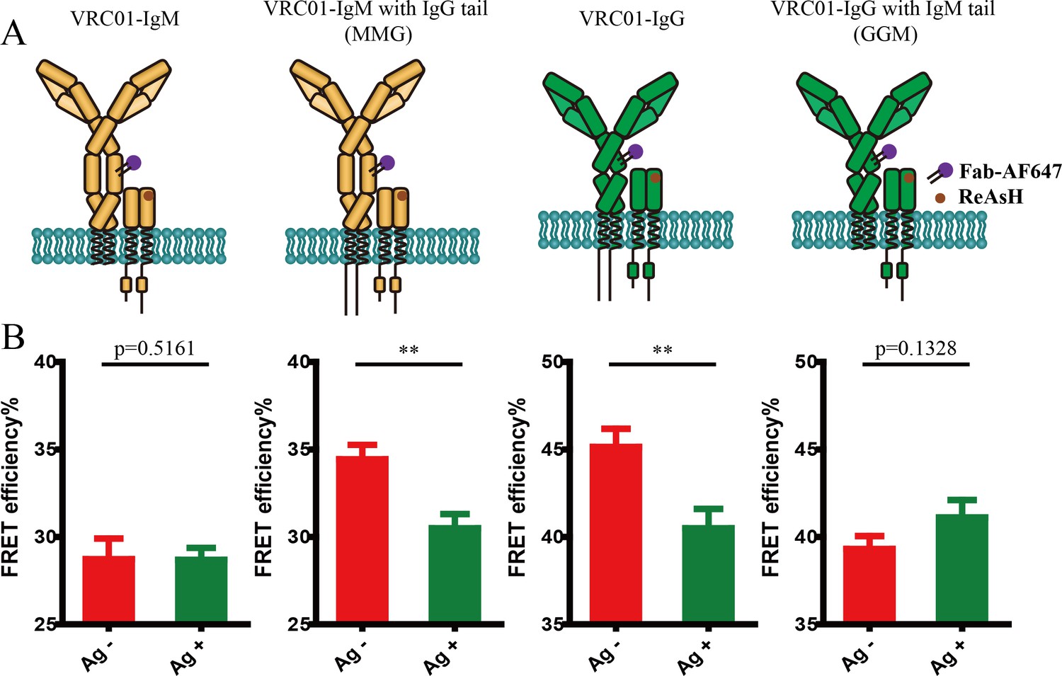 Conformational Change Within The Extracellular Domain Of B Cell ...