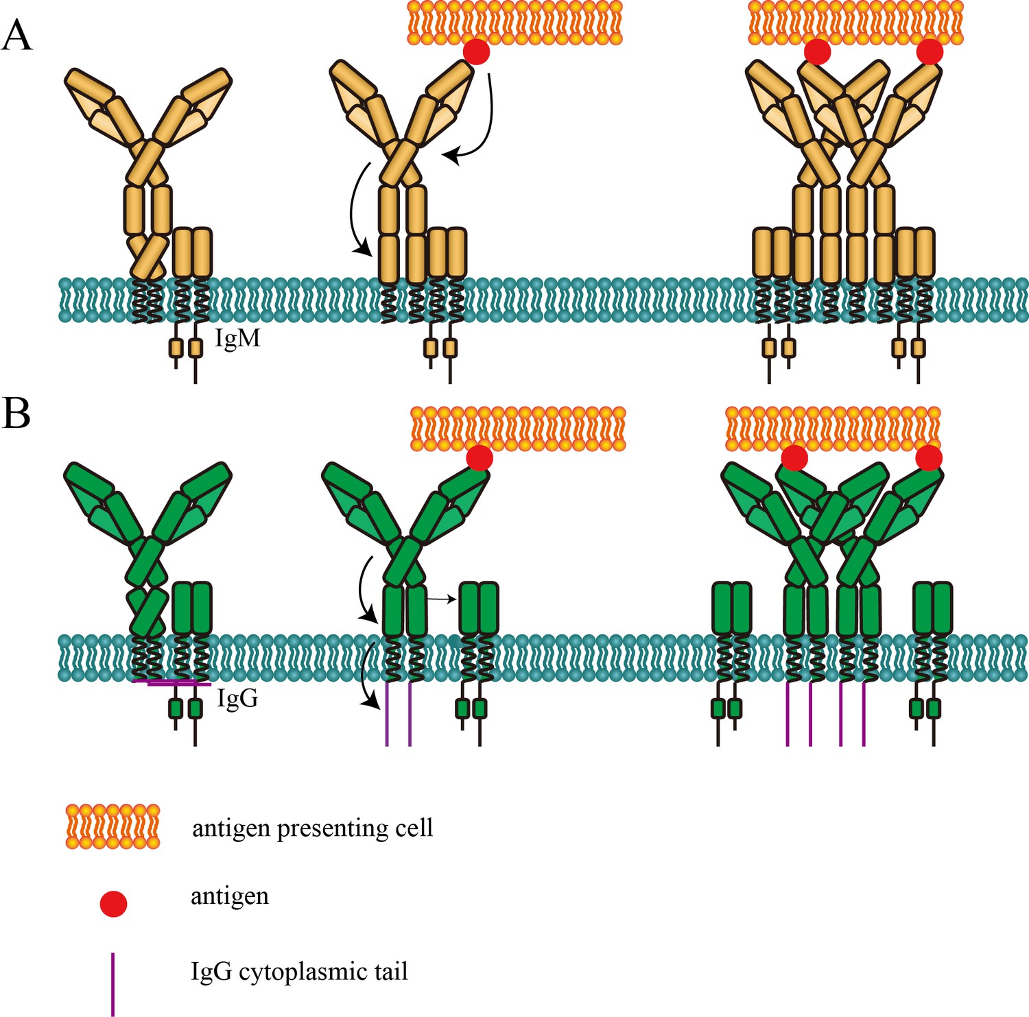 Conformational Change Within The Extracellular Domain Of B Cell ...