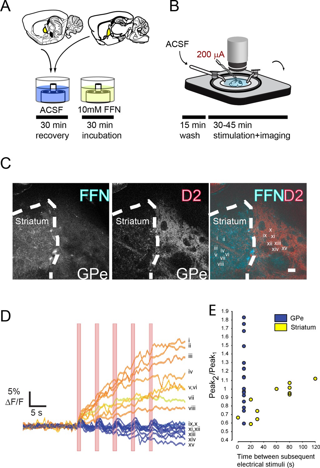 Evoked transients of pH-sensitive fluorescent false ...