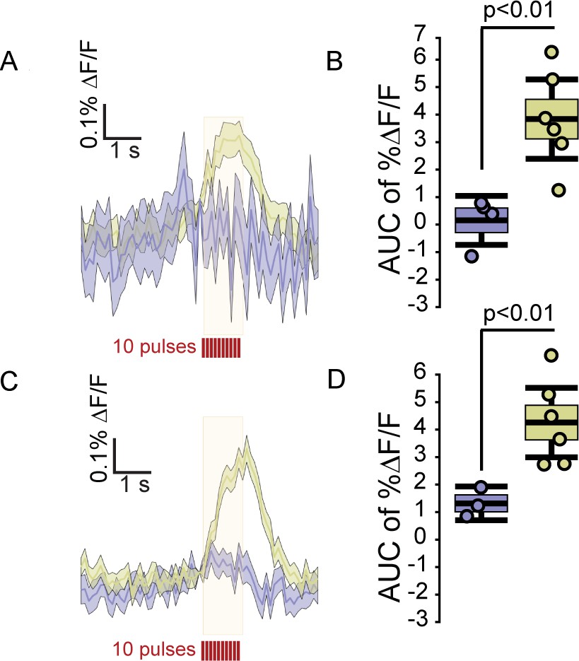 Evoked transients of pH-sensitive fluorescent false ...