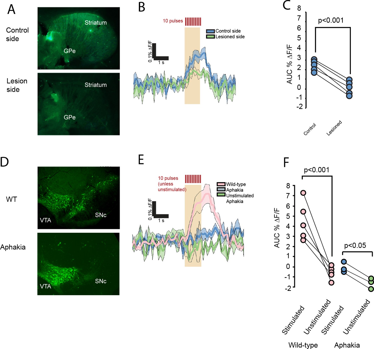 Evoked transients of pH-sensitive fluorescent false ...