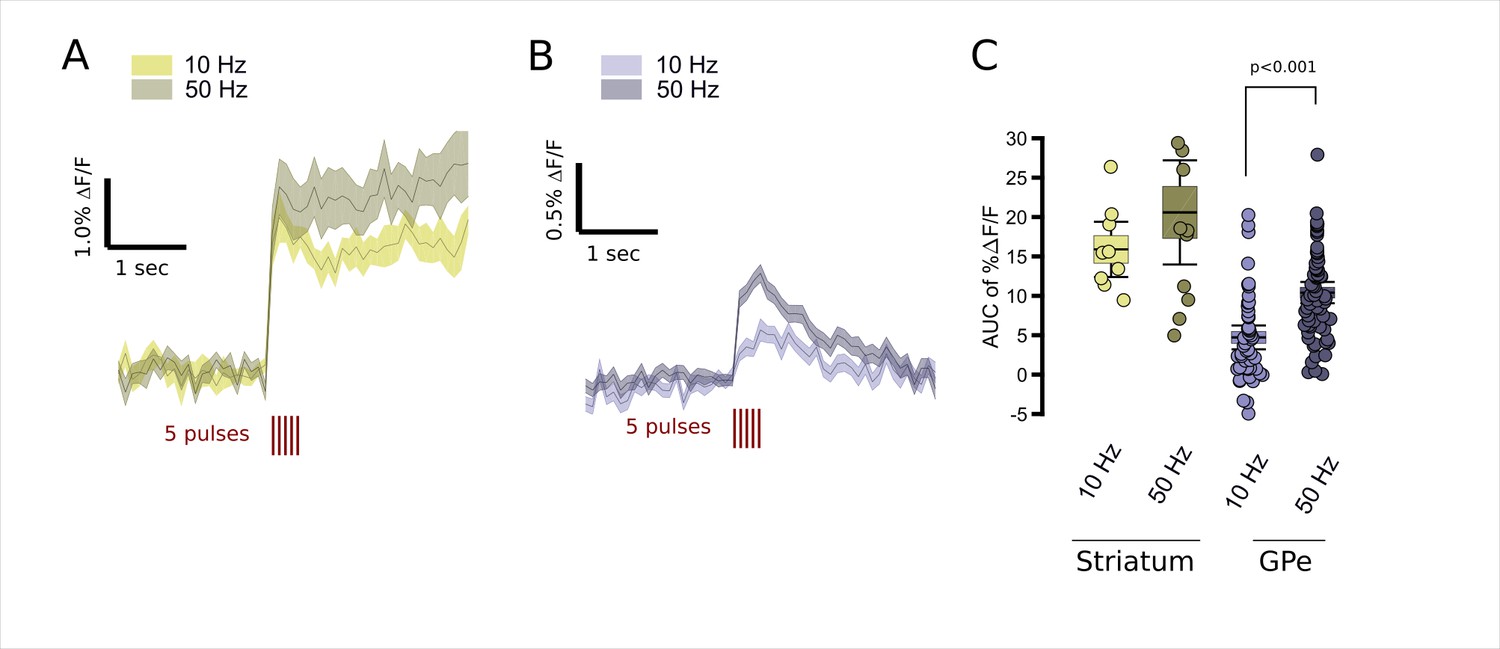 Evoked transients of pH-sensitive fluorescent false ...