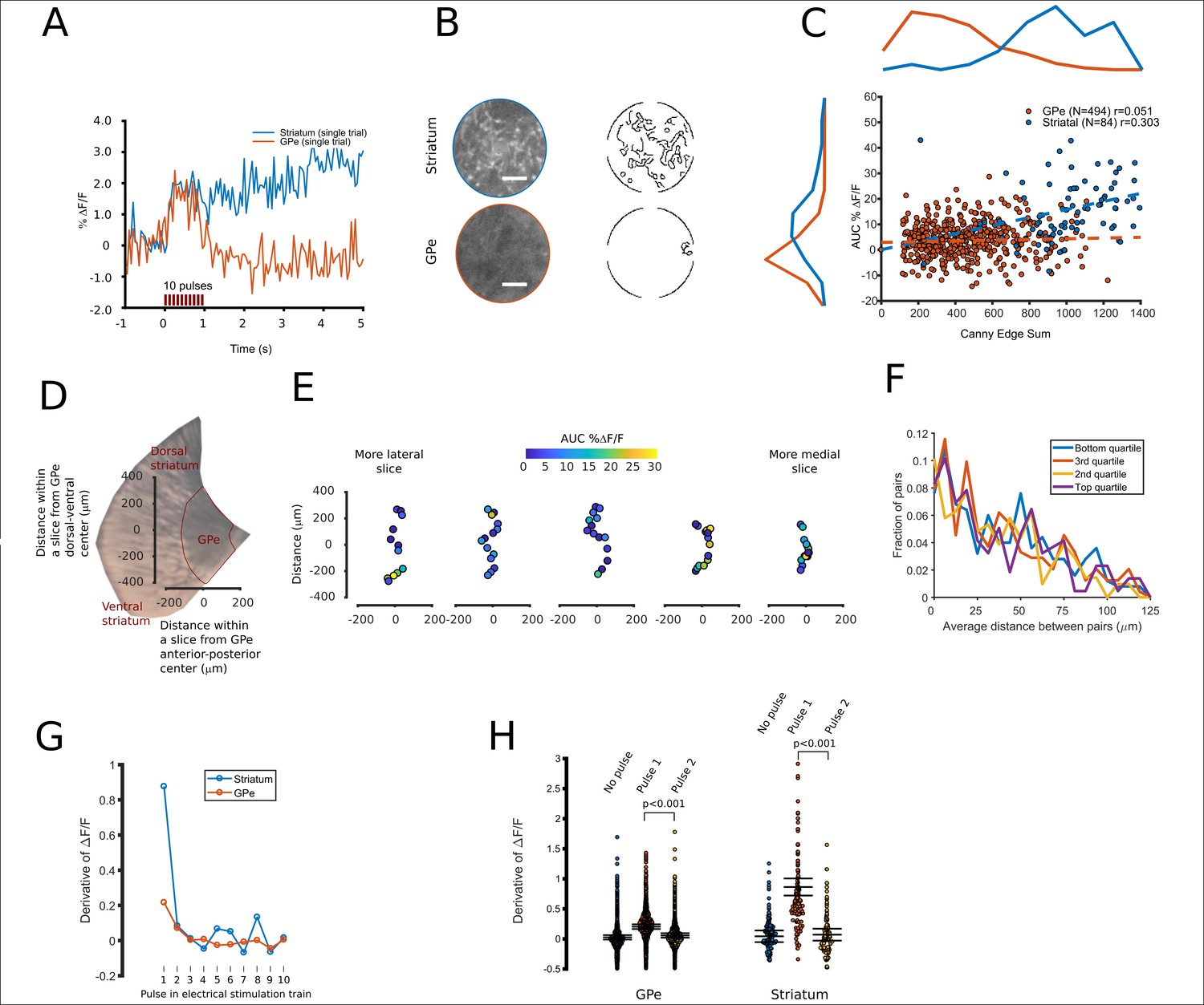 Evoked transients of pH-sensitive fluorescent false ...