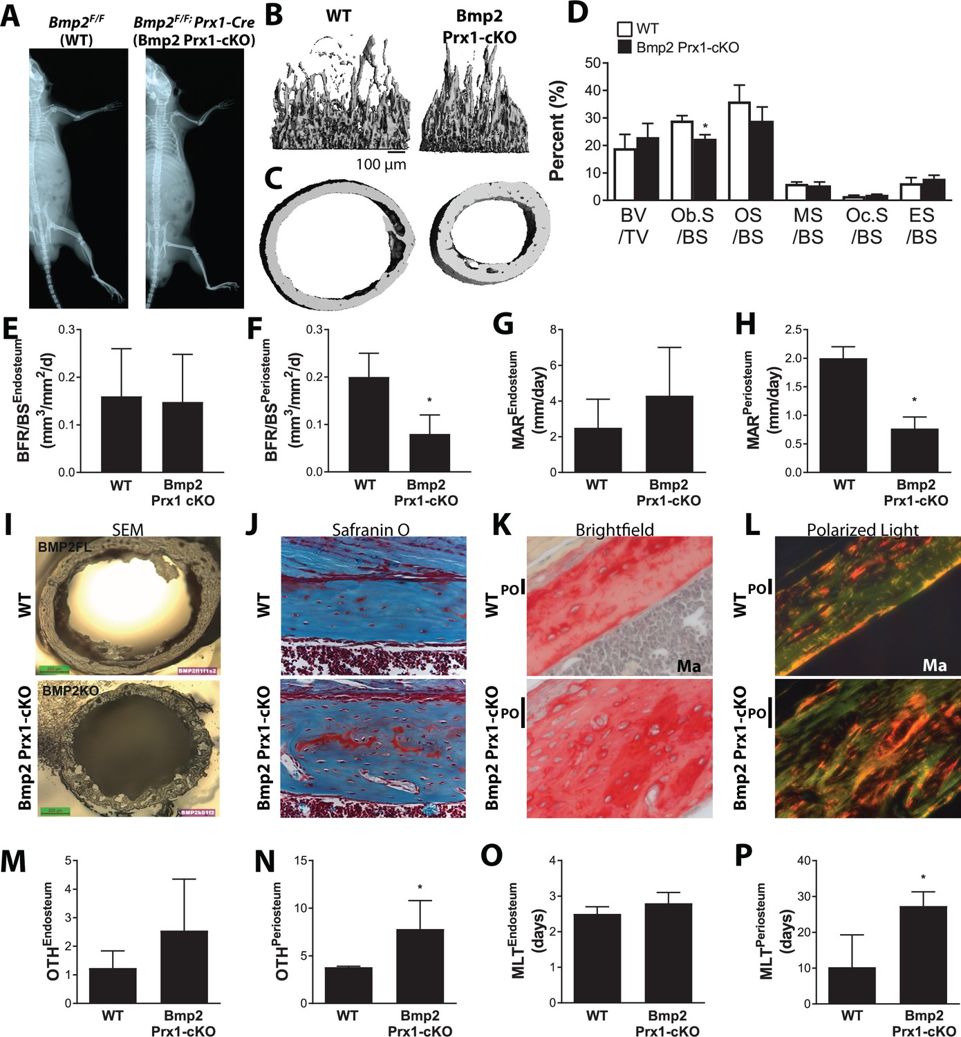 Figures and data in Reactivation of a developmental Bmp2 signaling ...