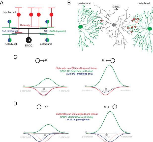 Figures and data in Retinal direction selectivity in the absence of ...