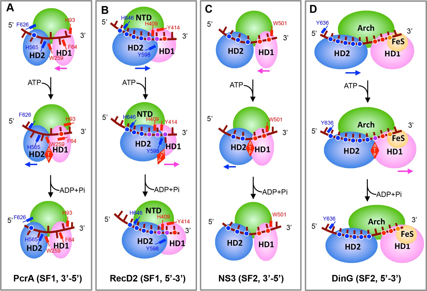 Figures and data in DNA translocation mechanism of an XPD family ...