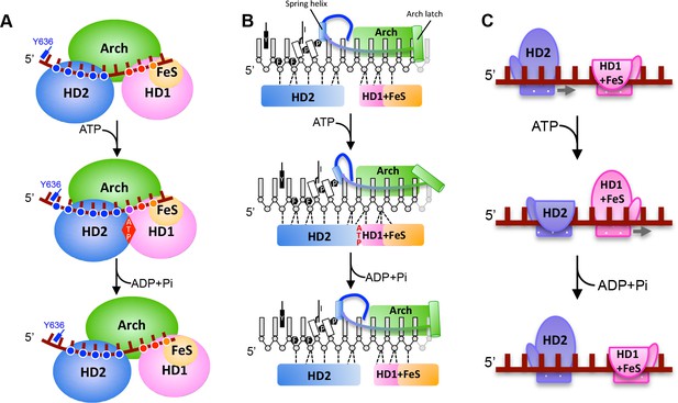 Figures and data in DNA translocation mechanism of an XPD family ...