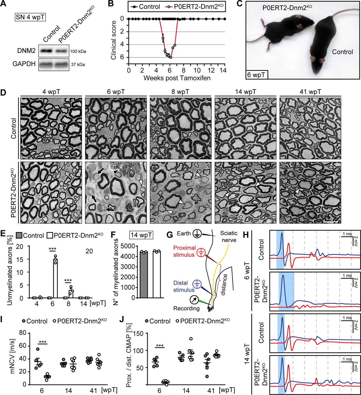 Imbalance of Neuregulin1-ErbB2/3 signaling underlies altered myelin  homeostasis in models of Charcot-Marie-Tooth disease type 4H