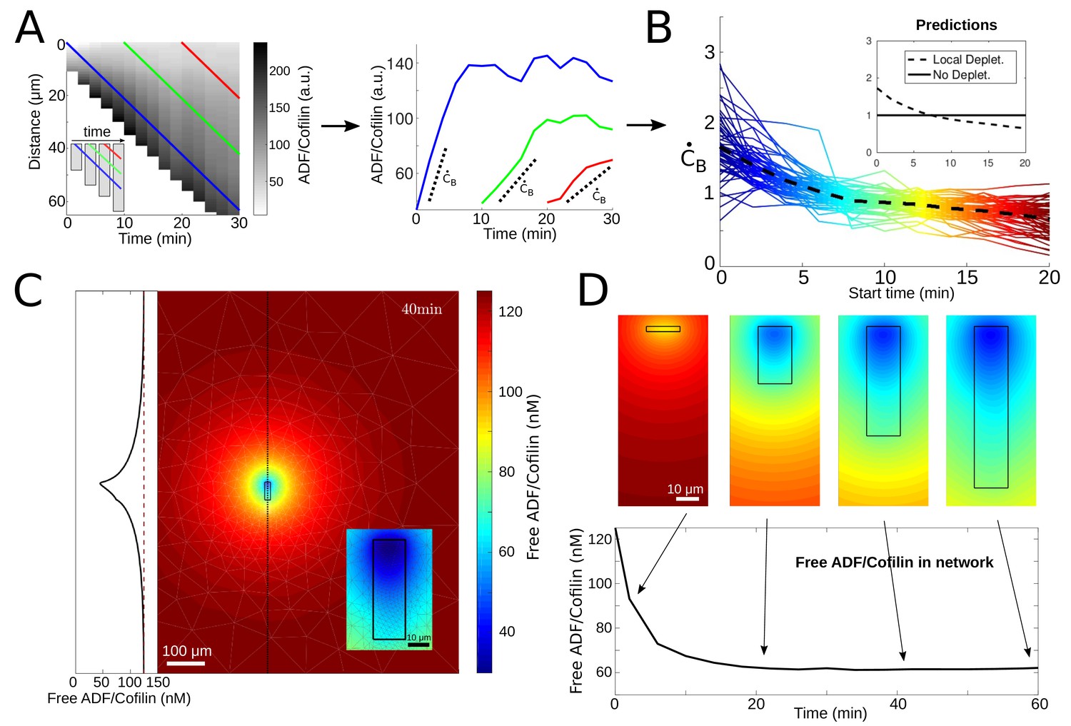 Figures and data in Quantitative regulation of the dynamic steady state ...