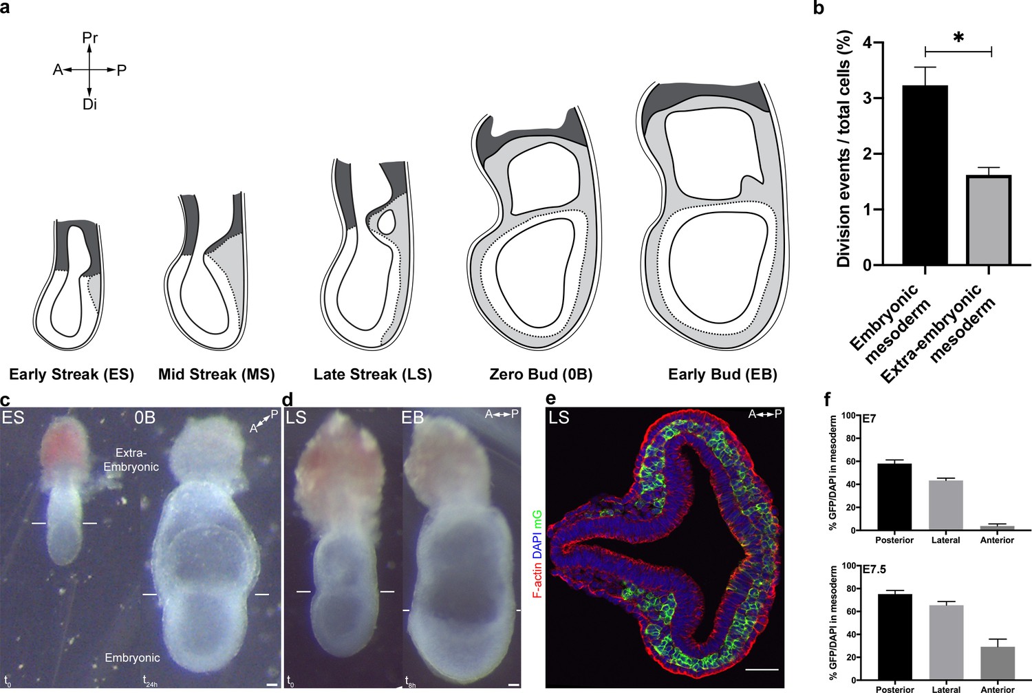 Figures And Data In Distinct Mesoderm Migration Phenotypes In Extra