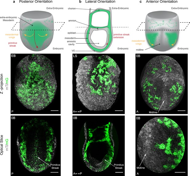 Distinct mesoderm migration phenotypes in extra-embryonic and embryonic ...