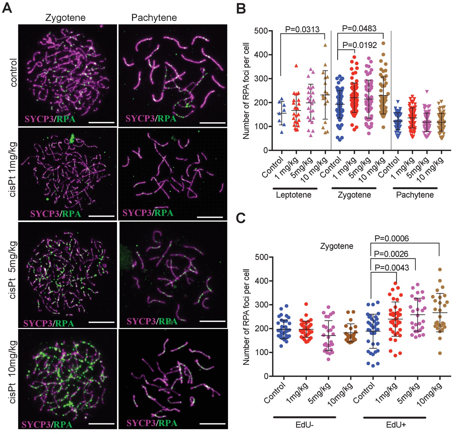 Figures And Data In Cisplatin Induced DNA Double Strand Breaks Promote