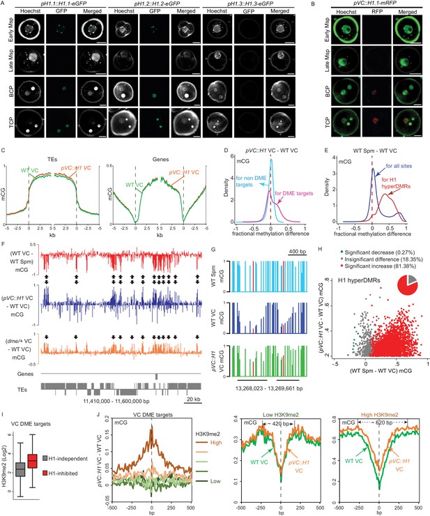 Figures And Data In Natural Depletion Of Histone H1 In Sex Cells Causes Dna Demethylation