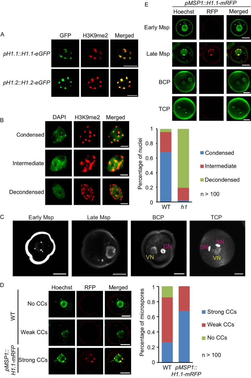 Natural Depletion Of Histone H1 In Sex Cells Causes Dna Demethylation Heterochromatin 4890