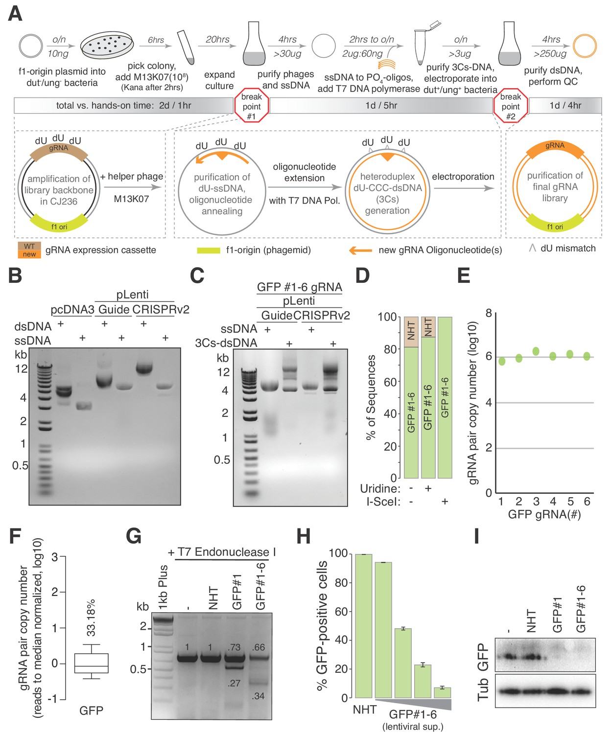 Circular synthesized CRISPR/Cas gRNAs for functional interrogations in ...