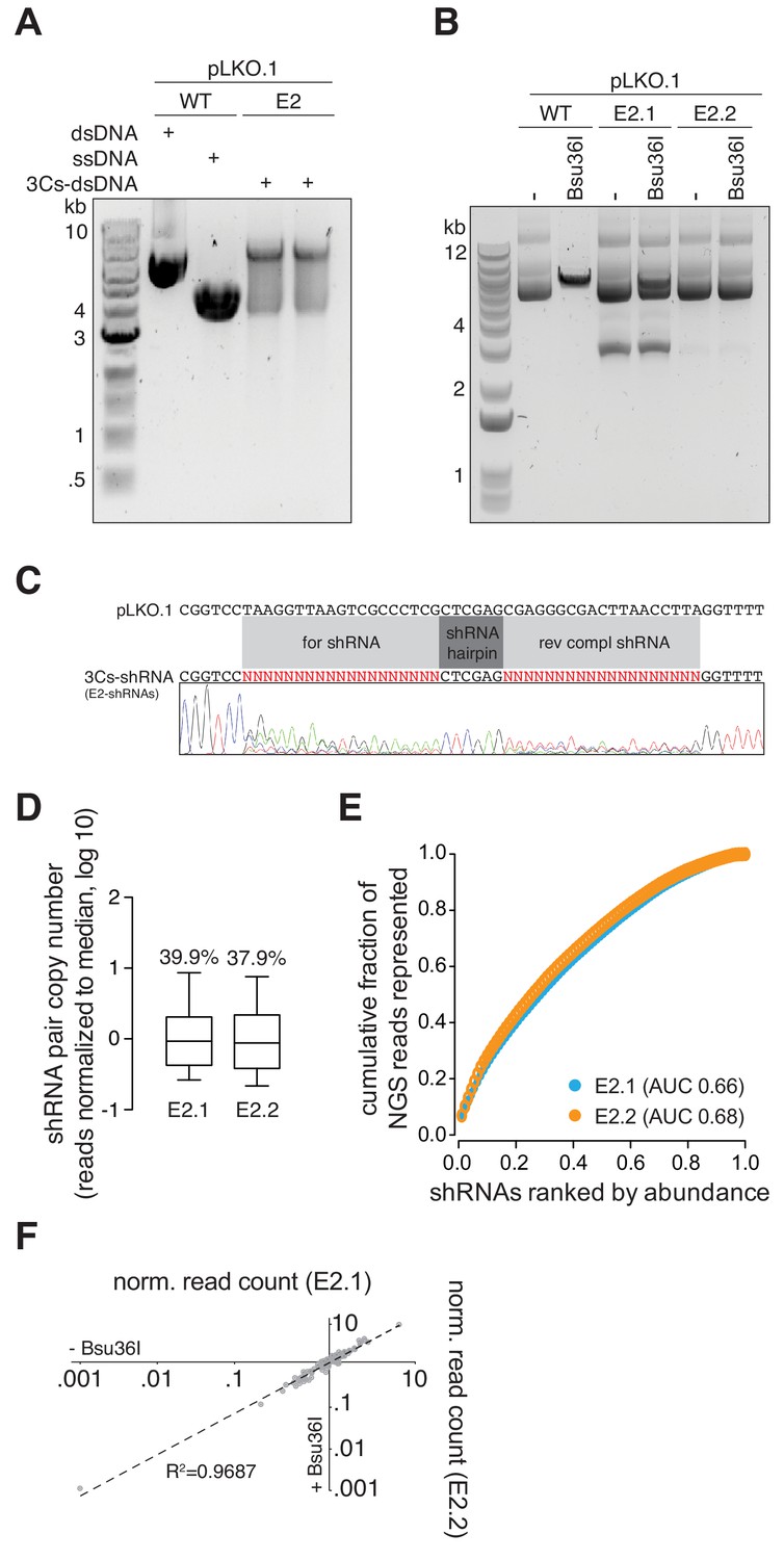 Figures and data in Circular synthesized CRISPR/Cas gRNAs for ...