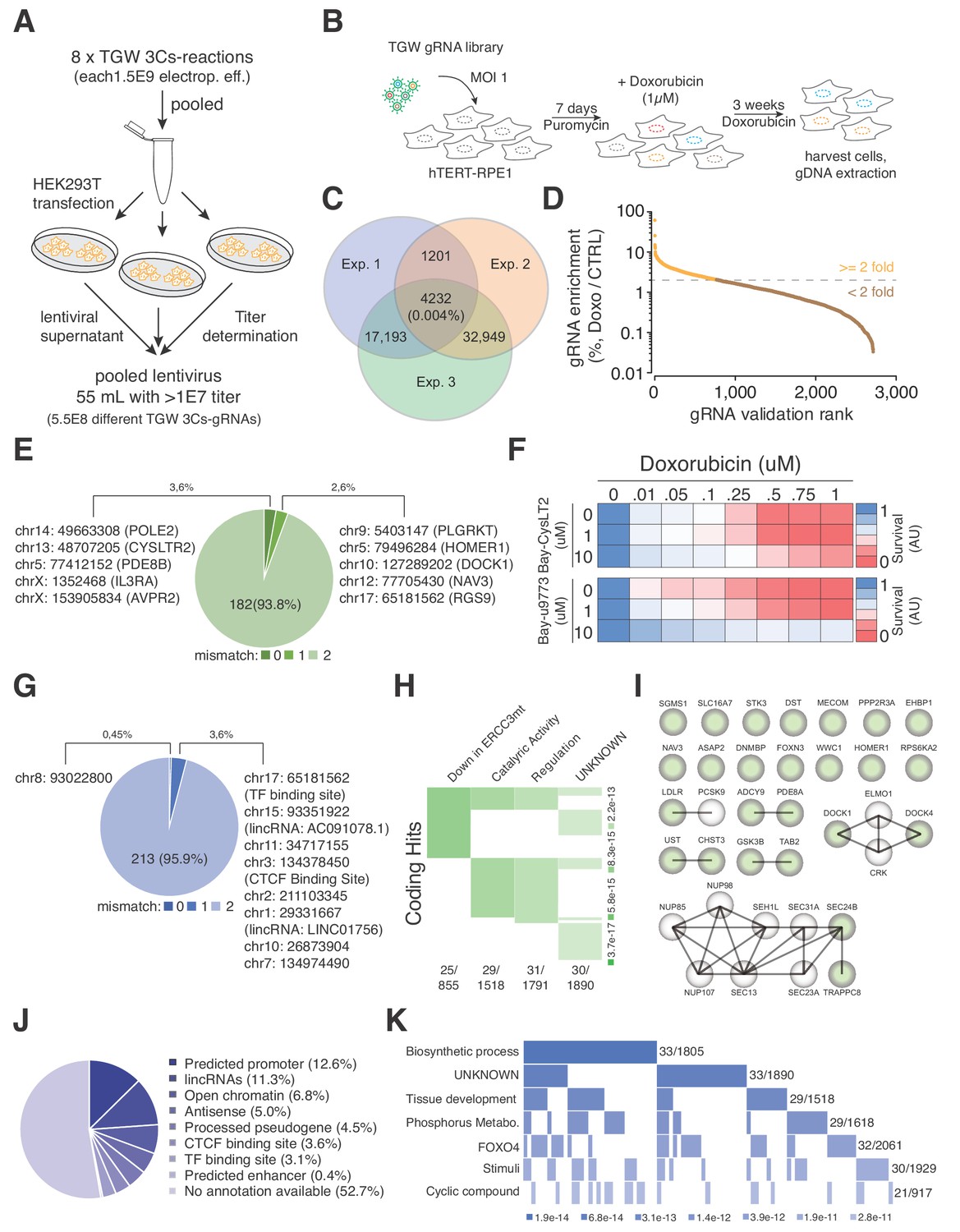 Figures and data in Circular synthesized CRISPR/Cas gRNAs for ...