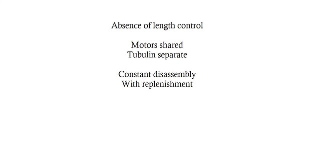 Figures and data in Length regulation of multiple flagella that self ...