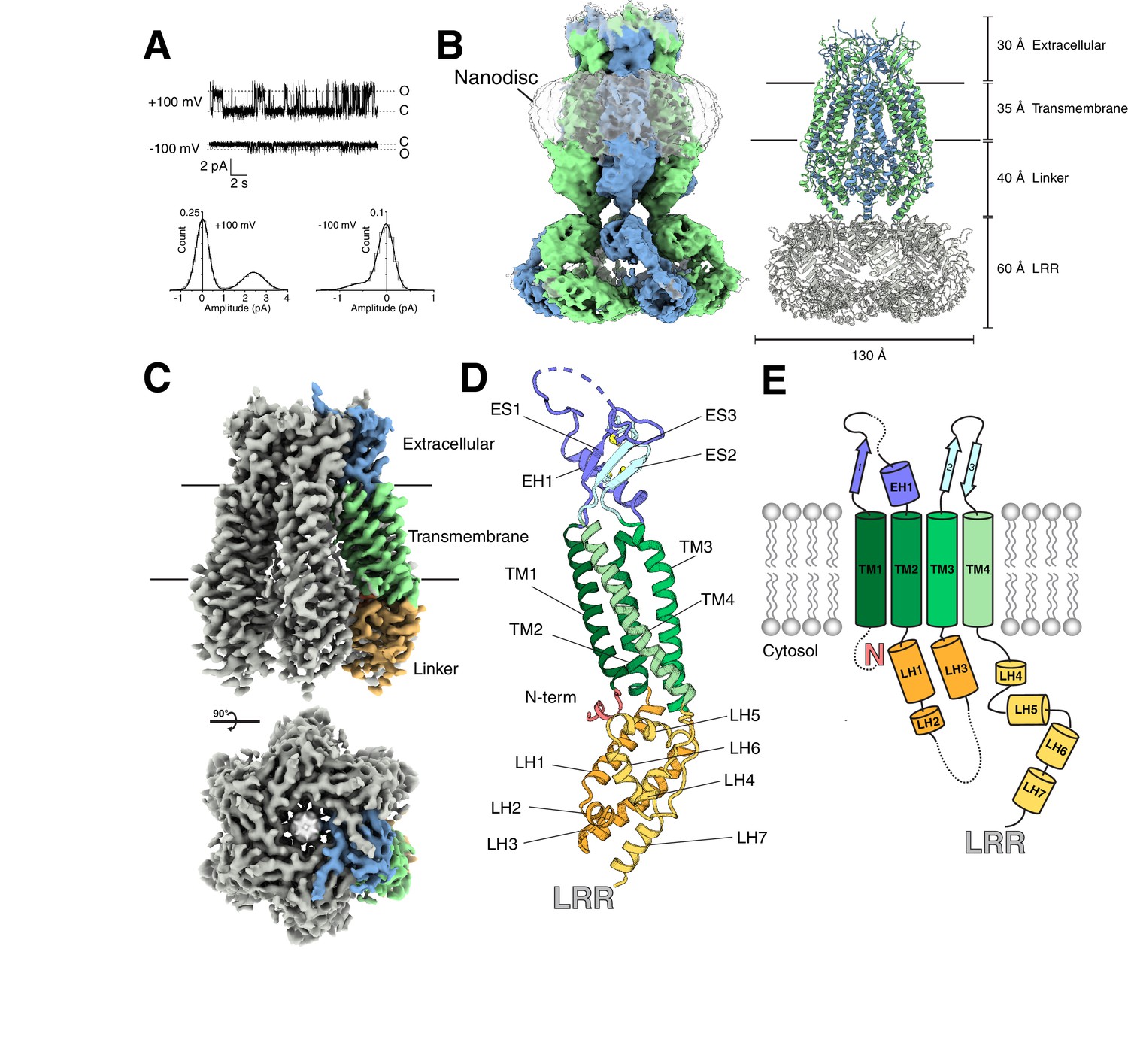 Figures and data in Cryo-EM structures of the DCPIB-inhibited volume ...